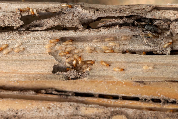 Wildlife Control Services in Labelle, FL